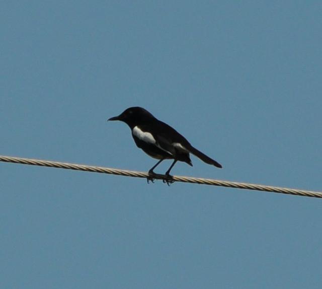 oriental magpie robin